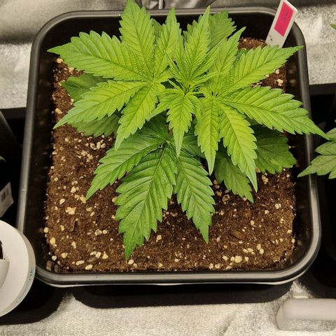 F3 OG Kush growlog timeline photo