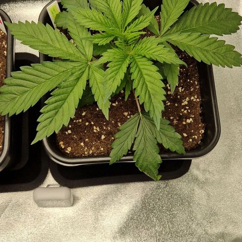 F3 Tropicanna Cookies growlog timeline photo