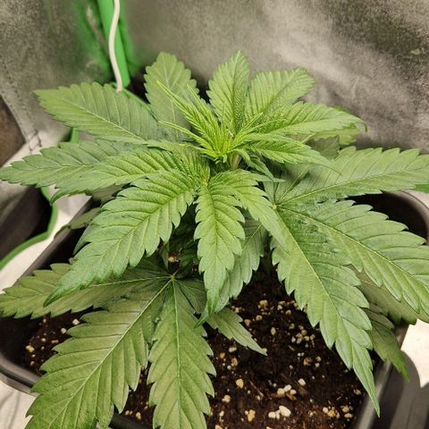F3 Wedding Cake growlog timeline photo