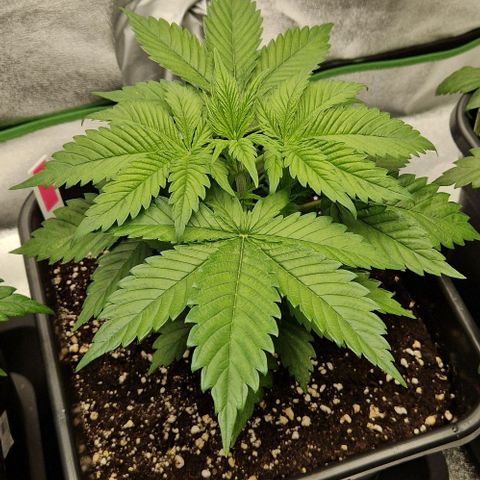 F3 OG Kush growlog timeline photo