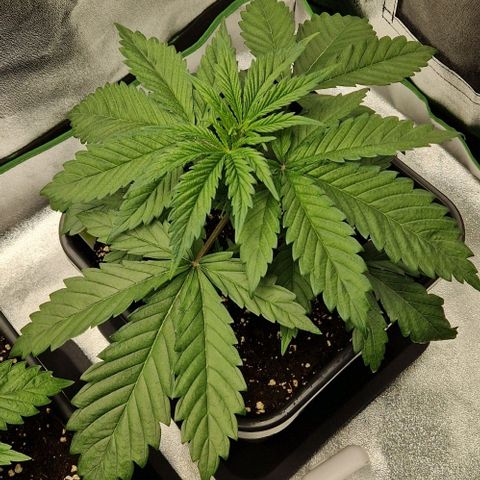 F3 Tropicanna Cookies growlog timeline photo
