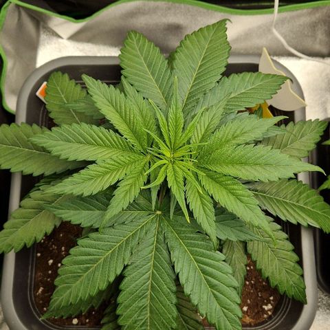 F3 Wedding Cake growlog timeline photo