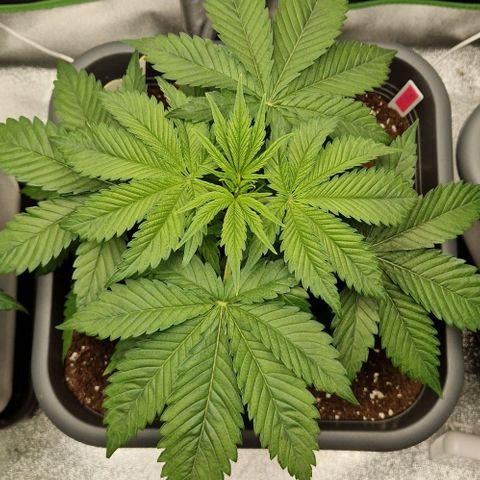 F3 OG Kush growlog timeline photo