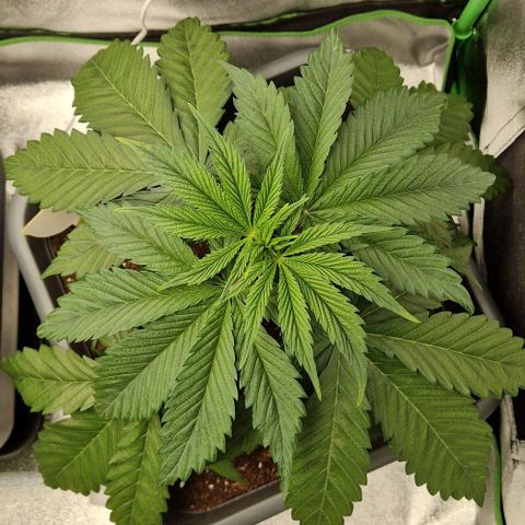 F3 Tropicanna Cookies growlog timeline photo