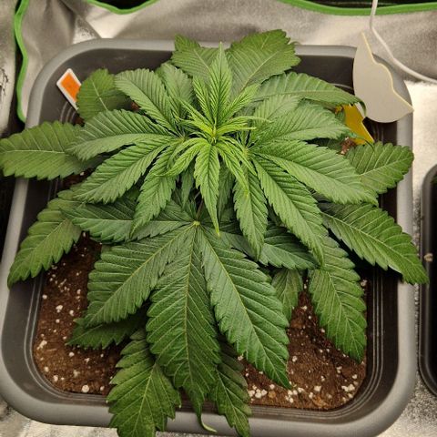 F3 Wedding Cake growlog timeline photo