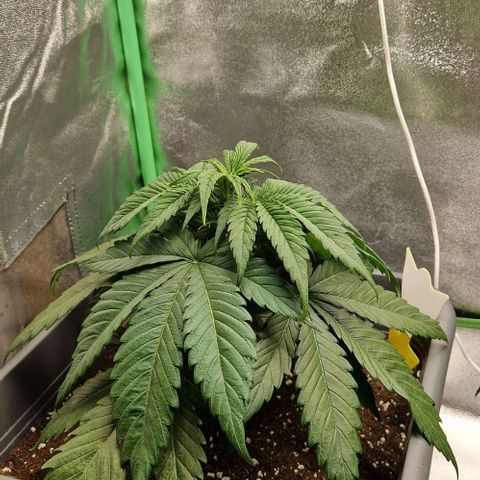 F3 Wedding Cake growlog timeline photo
