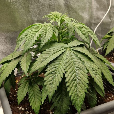 F3 OG Kush growlog timeline photo