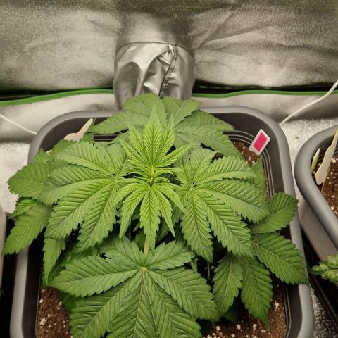 F3 OG Kush growlog timeline photo