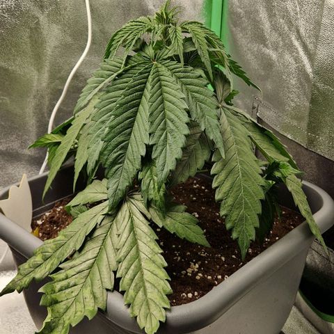 F3 Tropicanna Cookies growlog timeline photo