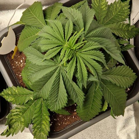 F3 Tropicanna Cookies growlog timeline photo