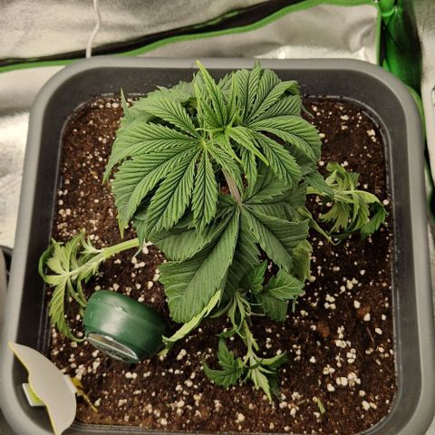 F3 Tropicanna Cookies growlog timeline photo
