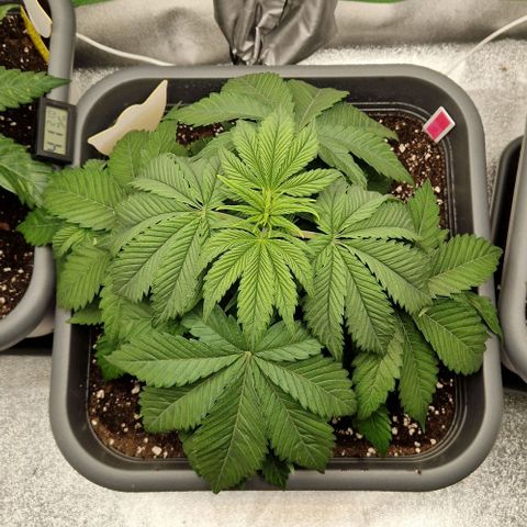 F3 OG Kush growlog timeline photo