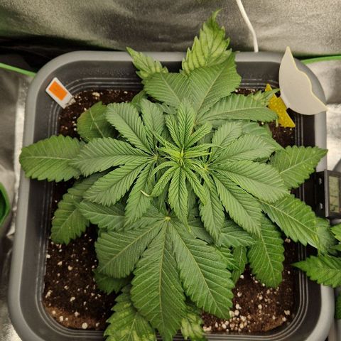 F3 Wedding Cake growlog timeline photo