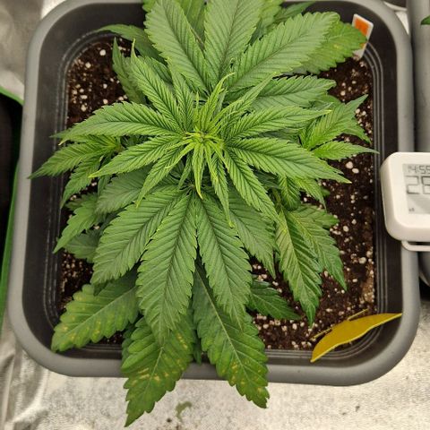 F3 Wedding Cake growlog timeline photo