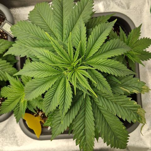 F3 Tropicanna Cookies growlog timeline photo