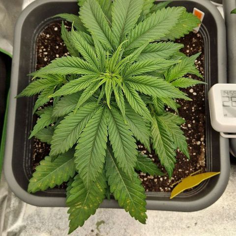 F3 Wedding Cake growlog timeline photo