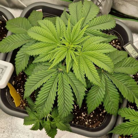 F3 OG Kush growlog timeline photo