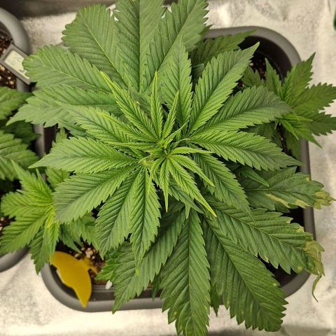 F3 Tropicanna Cookies growlog timeline photo
