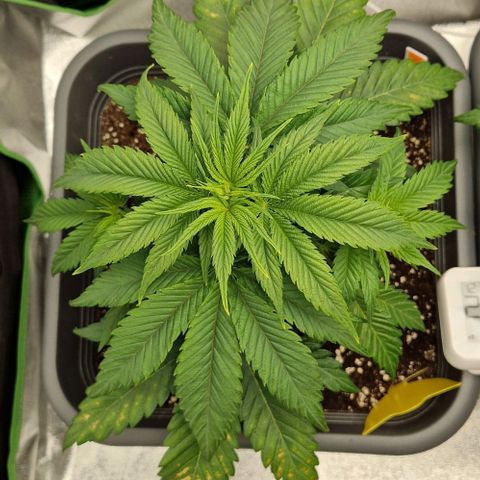F3 Wedding Cake growlog timeline photo