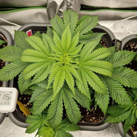 F3 OG Kush growlog timeline photo