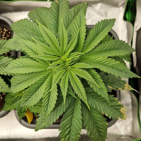 F3 Tropicanna Cookies growlog timeline photo