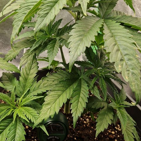 F3 Tropicanna Cookies growlog timeline photo