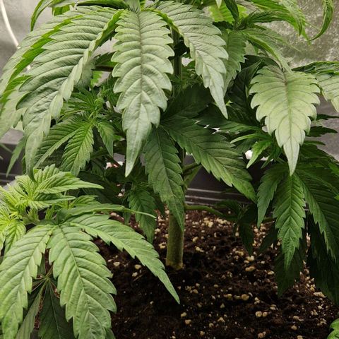 F3 OG Kush growlog timeline photo
