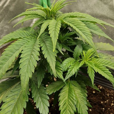 F3 Wedding Cake growlog timeline photo