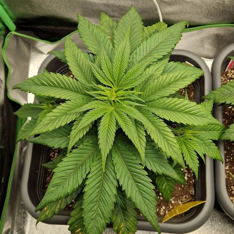 F3 Wedding Cake growlog timeline photo