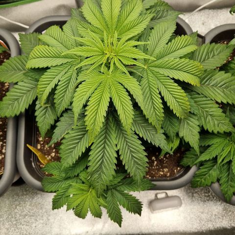 F3 OG Kush growlog timeline photo