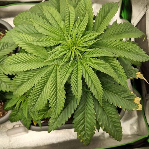 F3 Tropicanna Cookies growlog timeline photo
