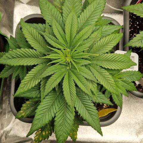 F3 Wedding Cake growlog timeline photo