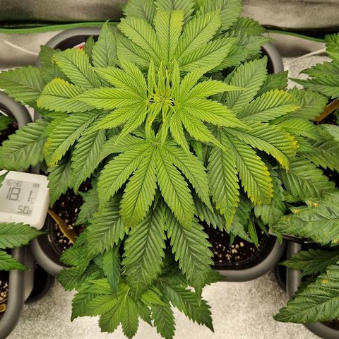 F3 OG Kush growlog timeline photo