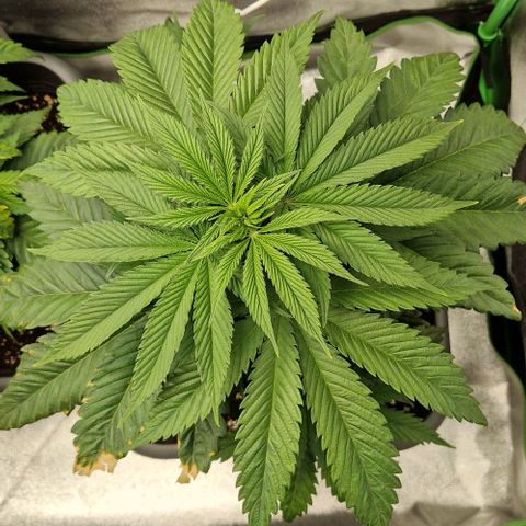 F3 Tropicanna Cookies growlog timeline photo