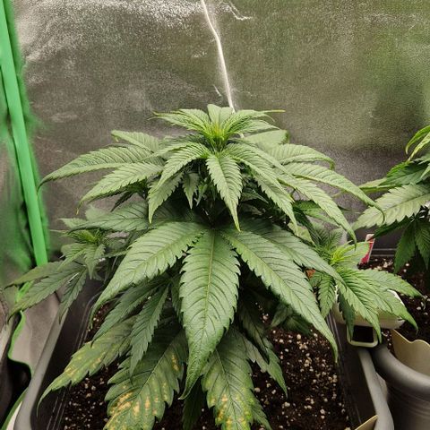 F3 Wedding Cake growlog timeline photo