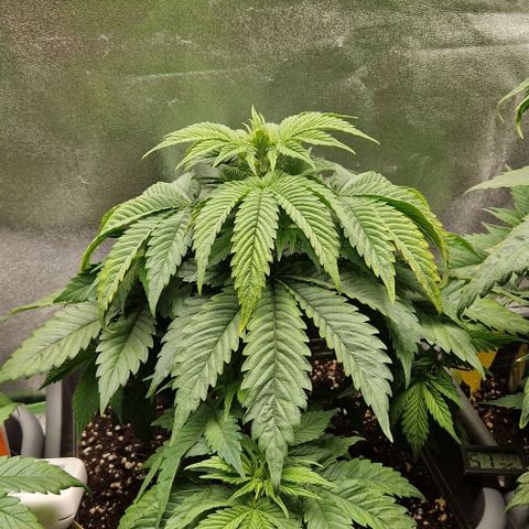 F3 OG Kush growlog timeline photo