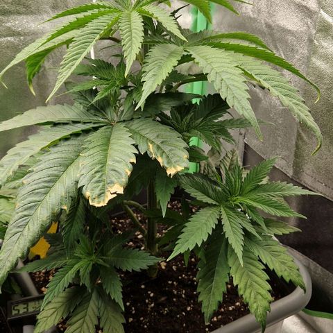 F3 Tropicanna Cookies growlog timeline photo
