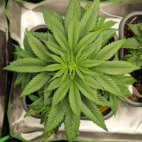 F3 Wedding Cake growlog timeline photo