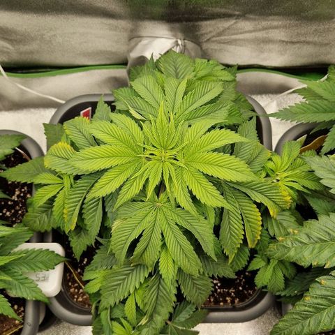 F3 OG Kush growlog timeline photo