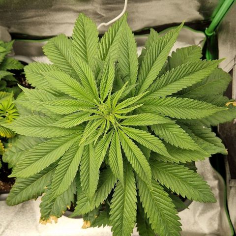F3 Tropicanna Cookies growlog timeline photo