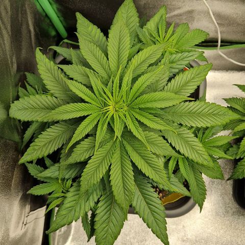 F3 Wedding Cake growlog timeline photo