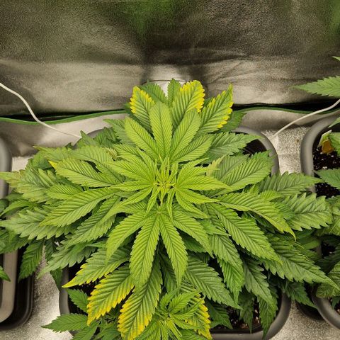 F3 OG Kush growlog timeline photo