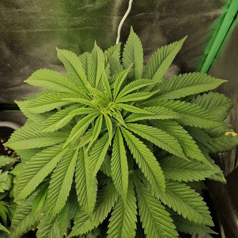 F3 Tropicanna Cookies growlog timeline photo