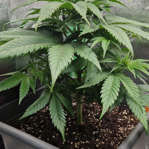 F3 Wedding Cake growlog timeline photo