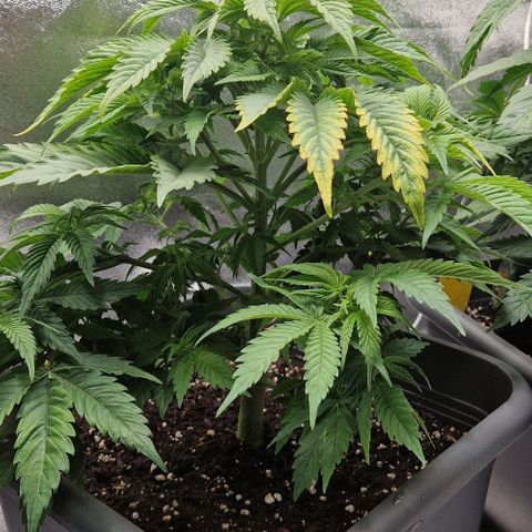 F3 OG Kush growlog timeline photo
