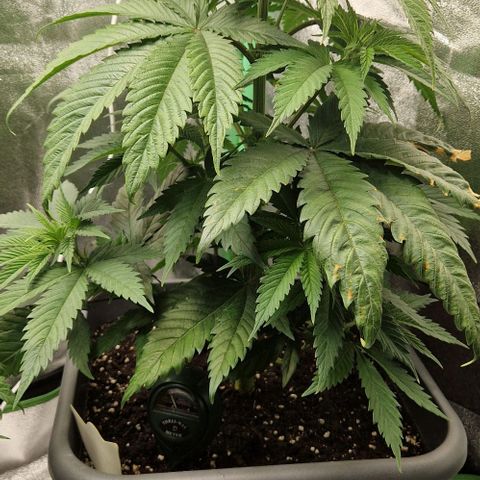 F3 Tropicanna Cookies growlog timeline photo