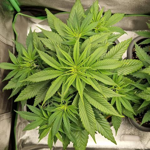 F3 Wedding Cake growlog timeline photo