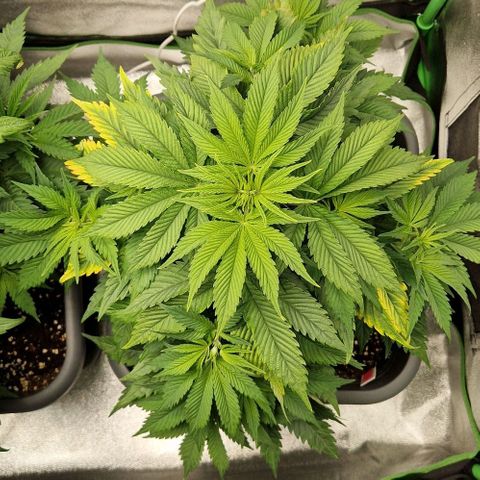 F3 OG Kush growlog timeline photo