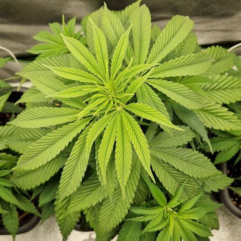 F3 Tropicanna Cookies growlog timeline photo
