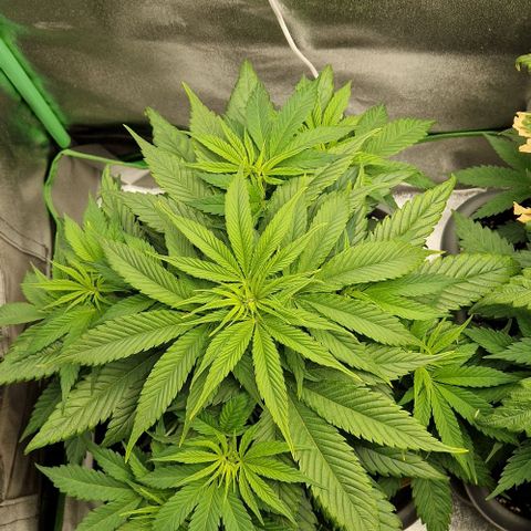 F3 Wedding Cake growlog timeline photo